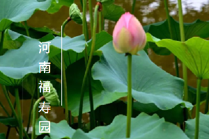 纵使风疾雨骤，这里静谧如初
